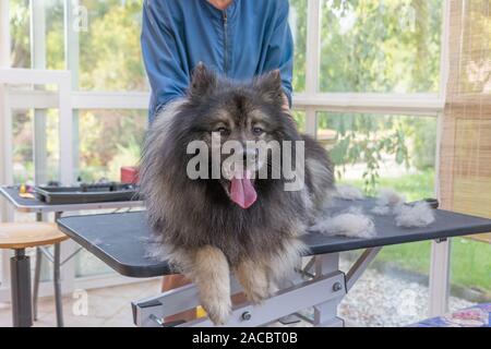 Trimed Wolf Spitz Dog is lying on the lift hydraulic grooming table and looking at the side. Professional groomer woman is in the background.There is Stock Photo