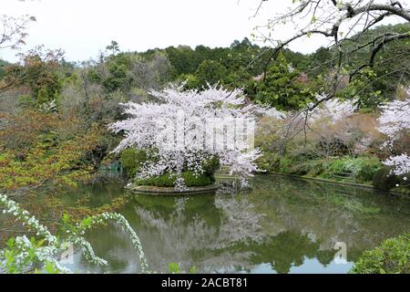 Cherry blossom in a park of Japan Stock Photo