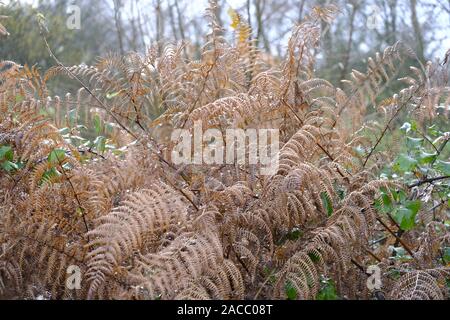 Early morning dew drops on pale gold Bracken (Pteridium) in autumn season Stock Photo
