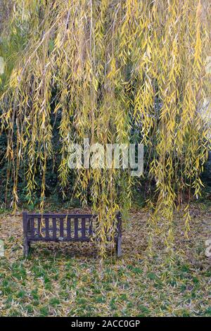 Garden bench under the pendulous branches of a Weeping Willow tree (Salix babylonica) in Autumn season in Susses, UK Stock Photo