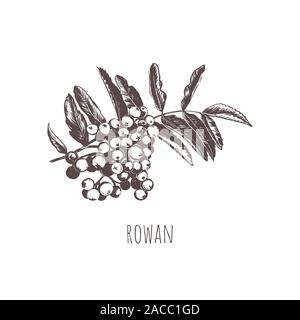 Rowan sketch vector illustration. Stock Vector