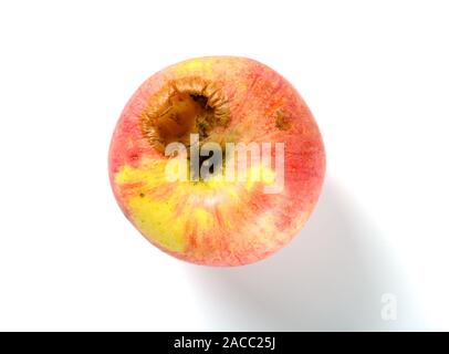 top view ripe apple bited by insect on white Stock Photo