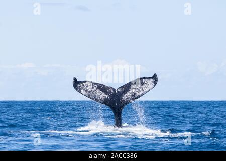 A Humpback whale, Megaptera novaeangliae, raises its fluke out of the Caribbean Sea. The Atlantic population is listed as an endangered species. Stock Photo