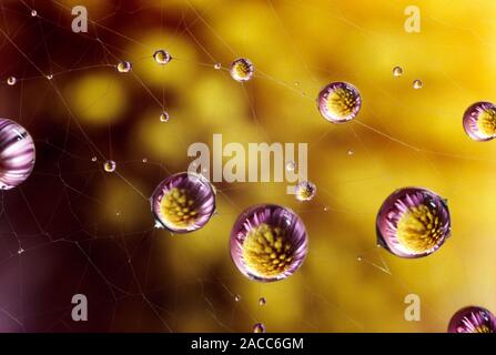 Water droplets caught on a spider's web. The refracted, distorted image of a background michaelmas daisy is seen in each droplet. Stock Photo