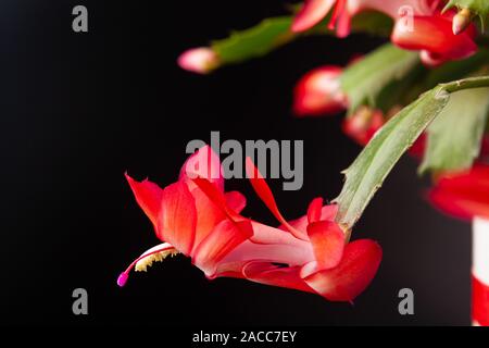 Christmas cactus (Schlumbergera) in full flower. Stock Photo