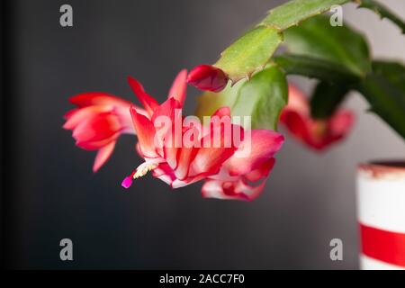 Christmas cactus (Schlumbergera) in full flower. Stock Photo