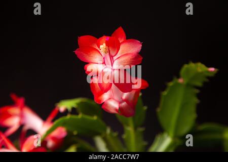 Christmas cactus (Schlumbergera) in full flower. Stock Photo