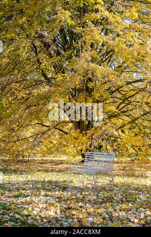 Tilia tomentosa. Silver lime tree foliage in autumn at RHS Wisley Gardens, Surrey, England Stock Photo