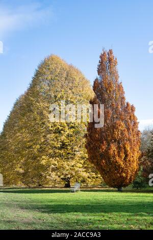 Tilia tomentosa. Silver lime tree foliage in autumn at RHS Wisley Gardens, Surrey, England Stock Photo