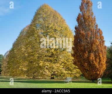 Tilia tomentosa. Silver lime tree foliage in autumn at RHS Wisley Gardens, Surrey, England Stock Photo