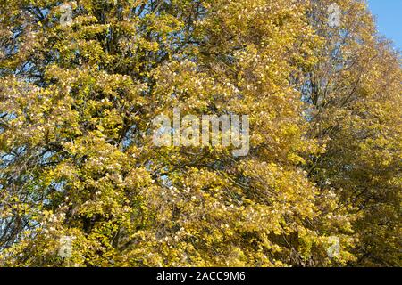 Tilia tomentosa. Silver lime tree foliage in autumn at RHS Wisley Gardens, Surrey, England Stock Photo