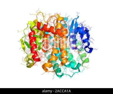 glutathione s transferase malaria Frontiers The Glutathione Biosynthetic Pathway of