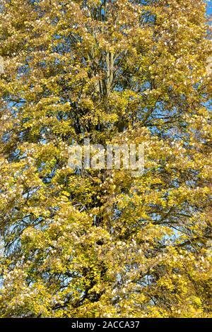 Tilia tomentosa. Silver lime tree foliage in autumn at RHS Wisley Gardens, Surrey, England Stock Photo