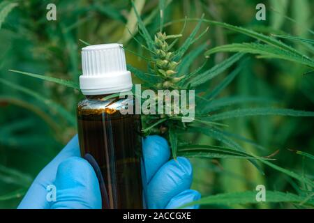 Scientist holding CBD cannabis oil bottle in cultivated marijuana field, close up of hand with cannabidoil, selective focus Stock Photo