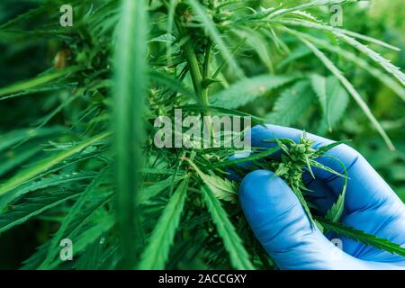 Cannabis Research, Cultivation Of Marijuana Cannabis Sativa, Flowering ...