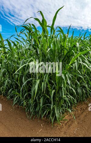 Sorghum × drummondii or sudan grass plantation with midges swarming, cultivated crop field Stock Photo