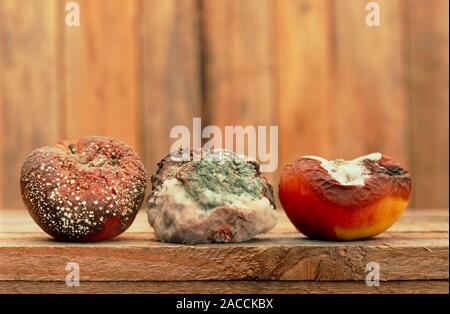 Food spoilage. Three rotting apples covered with mould. The centre apple is almost totally decayed. Mould on fruit originates as fungal spores which s Stock Photo
