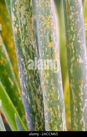 Leek rust (Puccinia allii) on welsh onion leaves (Allium fistulosum). Stock Photo