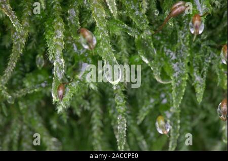 Dew droplets on moss (Bryophyta sp.). Photographed in Wales, UK, in November. Stock Photo