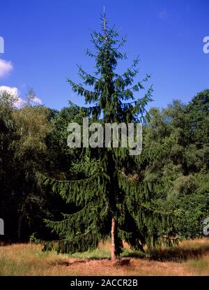 Picea abies INVERSA MAJOR. Single Norway spruce tree. Stock Photo