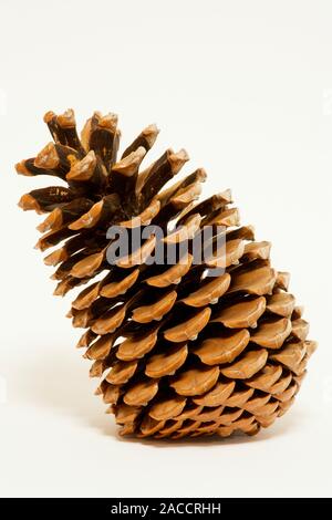 Jeffrey pine cone (Pinus jeffreyi). The cones of this North American pine tree are between 12 and 25 centimetres long. Stock Photo
