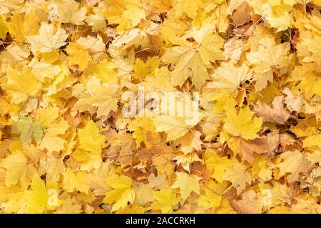 Forest floor with Sugar Maple leaves (Acer saccharum), Fall, Minnesota, USA, by Dominique Braud/Dembinsky Photo Assoc Stock Photo