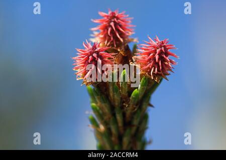 Scot's pine female flowers (Pinus sylvestris). Photographed in the Cairngorms National Park, Aberdeenshire, Scotland, in June. Stock Photo