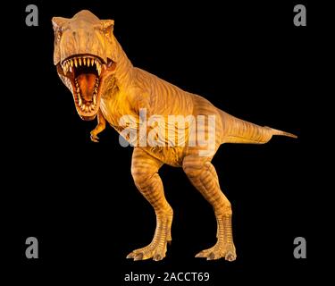 Tyrannosaurus rex ( T-rex ) is walking and open mouth . Front view . Black isolated background . Dinosaur in jurassic peroid . Embedded clipping paths Stock Photo