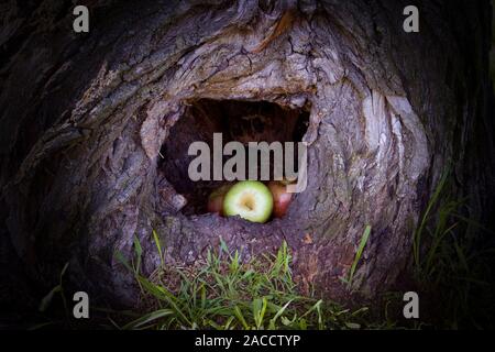 Three ripe apples lying in a dark hollow of a big tree trunk Stock Photo