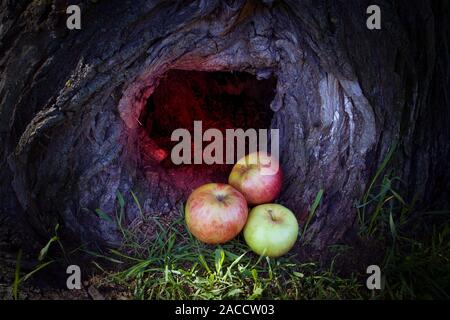 Three ripe apples lying in a dark hollow of a big tree trunk with mysterious light Stock Photo