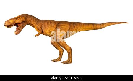 Tyrannosaurus rex is walking and open mouth . Side view . White isolated background . Dinosaur in jurassic peroid . Stock Photo