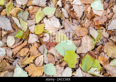 River Birch leaves (Betula nigra) on ground, Autumn, Minnesota, USA, by Dominique Braud/Dembinsky Photo Assoc Stock Photo