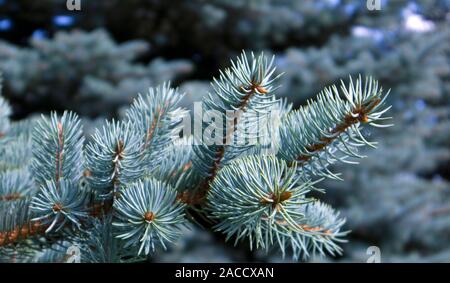 Fluffy growing succulent branches of a blue fir close up Stock Photo