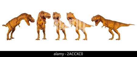 Tyrannosaurus rex ( T-rex ) is walking and snarling . Set of various dinosaur posture . White isolated background . Stock Photo