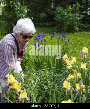 Elderly beautiful gray-haired woman with poor eyesight cares for iris flowers in her garden Stock Photo