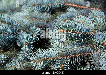 Fluffy growing succulent branches of a blue fir close up Stock Photo