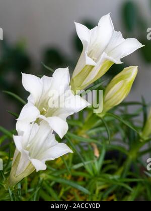 White,trumpet shaped flowers of the Autumn blooming alpine farden plant, Gentiana sino-ornata 'Serenity' Stock Photo