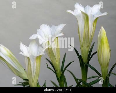 White,trumpet shaped flowers of the Autumn blooming alpine farden plant, Gentiana sino-ornata 'Serenity' Stock Photo