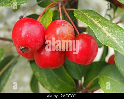 Small shiny red crab apples, variety Red Sentinel, on a tree branch with green leaves Stock Photo