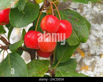 Small shiny red crab apples, variety Red Sentinel, on a tree branch with green leaves Stock Photo