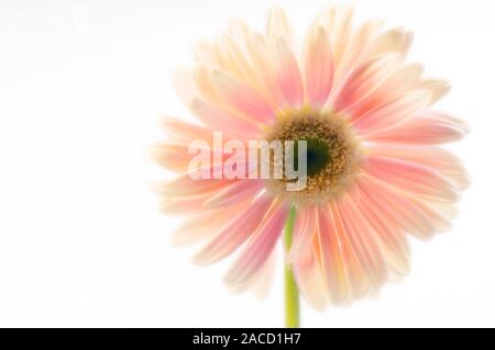 Transvaal daisy flower (Gerbera jamesonii). Photographed in December. Stock Photo