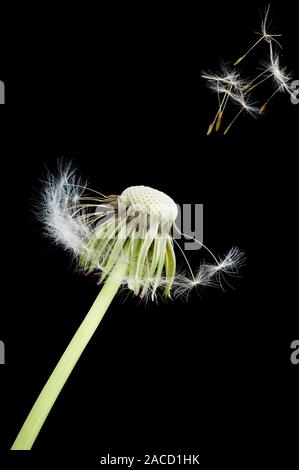 Dandelion seed dispersal (Taraxacum sp.). Seeds from a dandelion seed head being dispersed by the wind. Each individual seed is attached to the base o Stock Photo