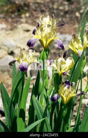 Hungarian iris (Iris variegata). Stock Photo