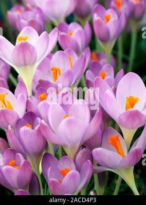 Early crocus flowers (Crocus tommasinianus 'Whitewell Purple'). Stock Photo