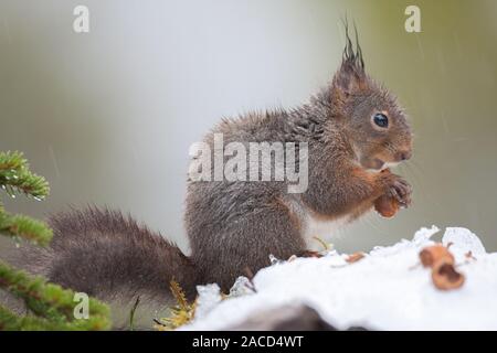 Red Squirrel eating nuts and foraging for good in the snow Stock Photo
