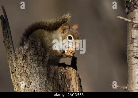 American red squirrel (Tamiasciurus hudsonicus) in winter feeding with walnuts Stock Photo