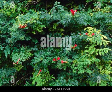 Trumpet vine (Campsis radicans). This plant is native to southeast USA. Stock Photo
