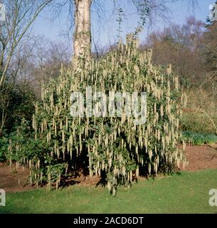 Coast silktassel (Garrya elliptica), also known as wavyleaf silktassel. This evergreen shrub, native to southwestern North America, can grow to 4 metr Stock Photo