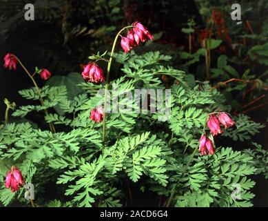 Bleeding heart plant (Dicentra formosa 'Luxuriant') This hardy deciduous perennial flowers in May, June and July. It is widely grown as an ornamental Stock Photo