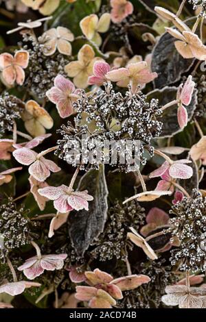 Frost covered hydrangea flowers and seed head. Stock Photo